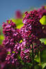 801820_ Lila Lilas, Oleaceae de Syringa, Serenella, Serenelle, Bez kwiecie, Flieder lilarosa Blten Foto