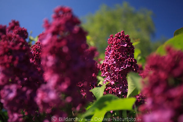 Flieder lilarot dunkle Bltenstnde Bogenflieder Syringa reflexa