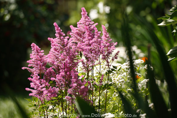Astilbe Dekostrauch Grser violett Blten Stnde Crispa Perkeo lila Blmchen