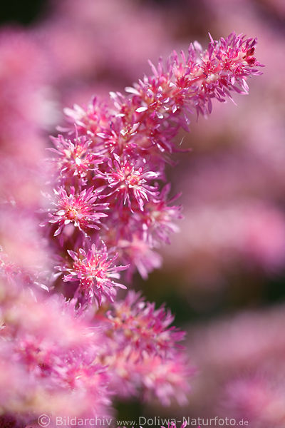 Astilbe winzig dichte Bltenzungen purpur lila rosa in Sonnenschein blhen