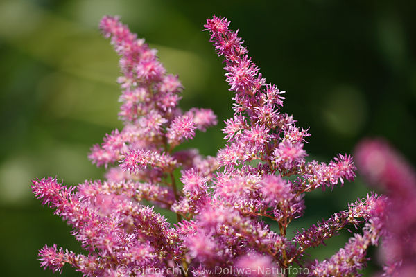 Astilbe Grser Strauch violett blhen Bltenstnde winzige Blmchen