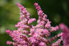 Astilbe Grser Strauch violett blhende Bltenstnde Bild winzige Blmchen