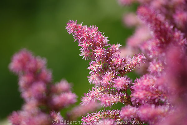Astilben Grser Blmchen purpur Bltenstand Tawula