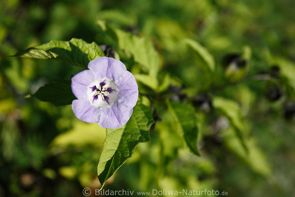 Nicandra physalodes Giftpflanze Blaublte Kelch Lampionen Lilablte
