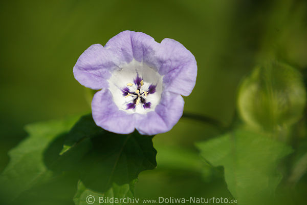 Nicandra Kelchblte lilablau lampionartige Giftpflanze Makrofoto