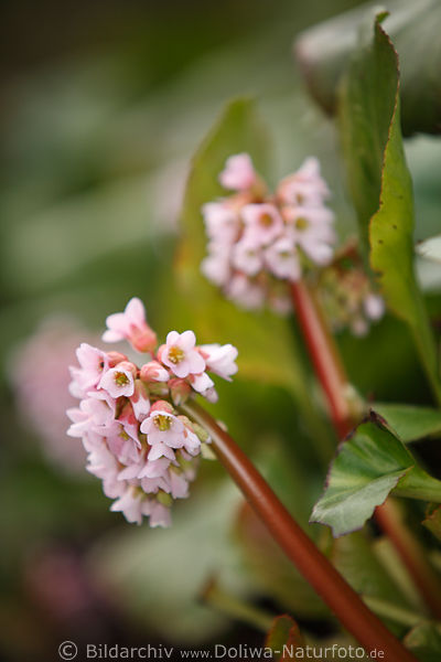 Bergenia Hybride Frhlingsbild Bergenie lila Blten grne Bltter Baby Doll Zierform