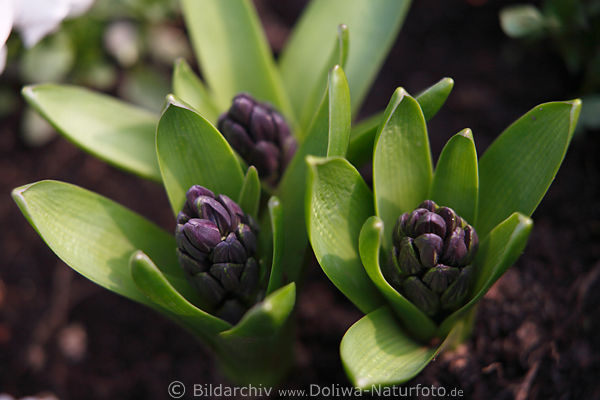 Hyazinthen Hyacint Blue Pearl Bltenknospen Grnbltter Frhlingsbild