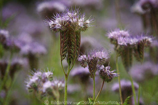Bschelschn trichterfrmiger Bltenstiel behaart mit Drsen Phacelia violettblau