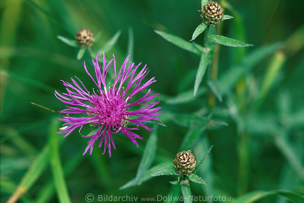 Flockenblumen Centaurea jacea Wildblte Makrofoto