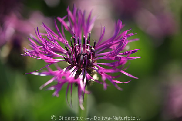 Flockenblume violett Bltenzungen winzige Wiesenkruter