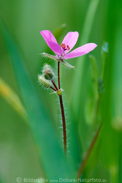 Geranium robertianum Stinkender Storchschnabel Blmchen