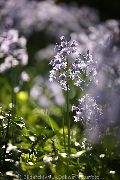 Blumen lila-blau Glckchen kleine Blmchen Fotografie im Lichteinfall