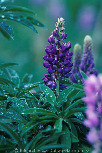 Vielblttrige Lupine Blaublte nass in Regentropfen
