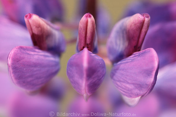 Lupinen weich palstisch Blumendetail abstrakt lila Blten Nahaufnahme