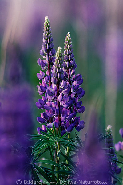 Vielblttrige Lupine lila-Blten in Unschrfe