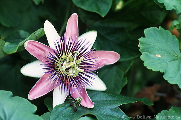 Passionsblume Wechselfarbige Passiflora alata-caerulea Heilpflanze rosette lila-rosa Blte in Grnblttern
