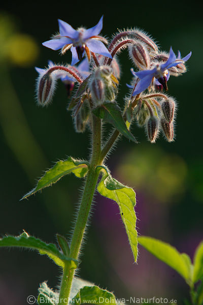 Blauhimmelstern Blten Knospen behaart Stengel Rauhblattgewchs Grnbltter