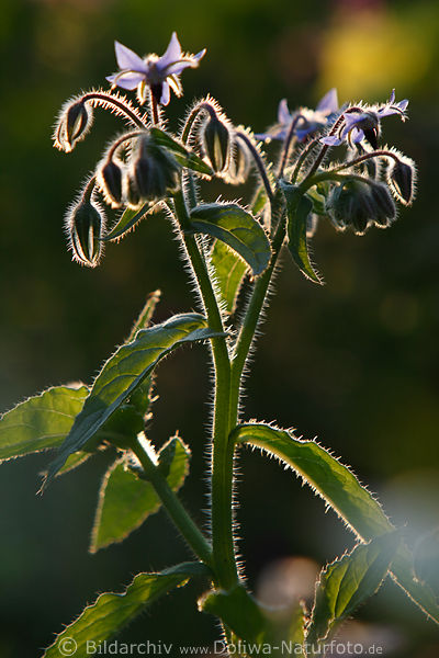 Gurkenkraut Blaublte Knospen Gegenlicht-Bild Borago Biretsch