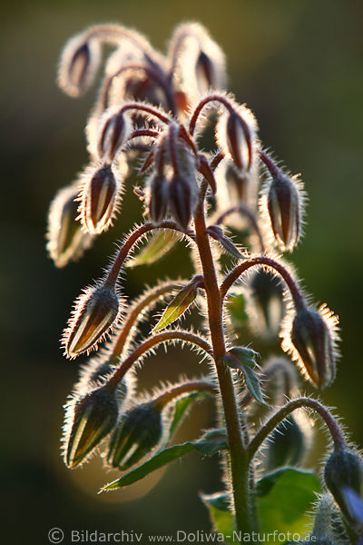 Boretsch Gurkenkraut Glckchen in Gegenlicht Naturfoto