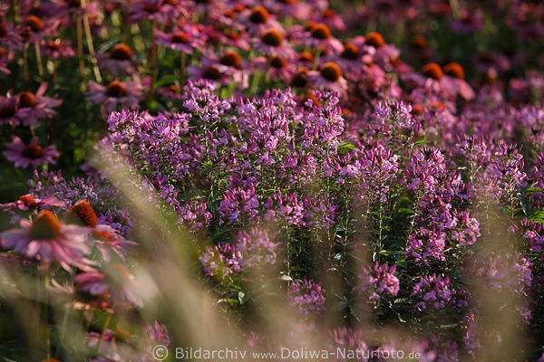 Spinnenpflanzenfeld Cleome spinosa rosa-lila violett bizarre Blmchen