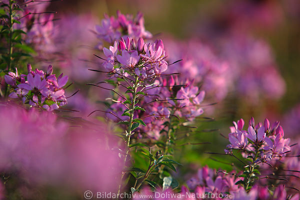 Violett blhende Spinnenpflanze Blmchen mit Haarblten