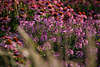 911580_Spinnenpflanzenfeld Cleome spinosa rosa-lila violett bizarre Blmchen