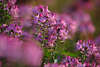 911595_Violett blhende Spinnenpflanze Blmchen mit Haarblten