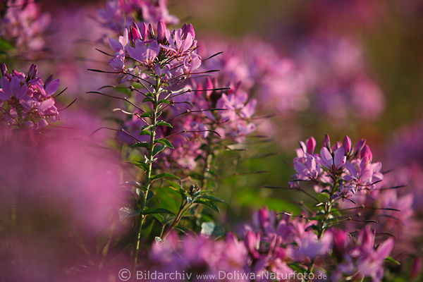 Spinnenpflanze Cleome spinosa rosa zarte Colour Fountain lila-violett Blmchen