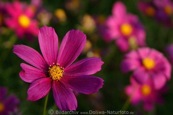 Doppeltgefiederte Schmuckkrbchen Cosmos bipinnatus Schwarze Kosmee