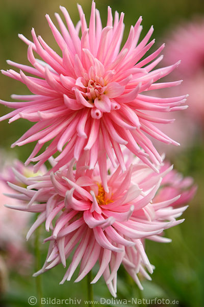 Dahlie Pompon-Blten Kpfchen Dahlia Kaktusdahlie