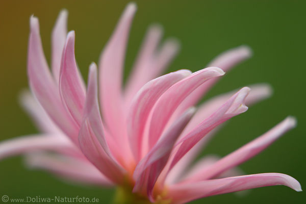 Dahlie abstrakte Strahlenblten Kaktusdahlie eingerollte Blten Monk Marc Dahlia