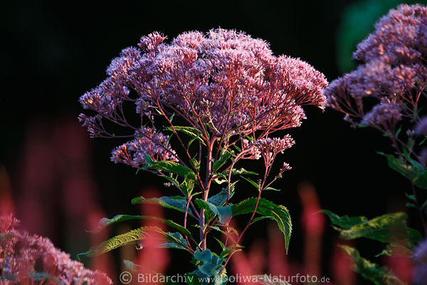 Wasserdost Kunigundenkraut Bltenstand von Oregano, Majoran