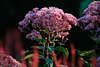 808299_ Wasserdost Foto: Kunigundenkraut Bltenstand violett blhend Dostart Eupatorium cannabium