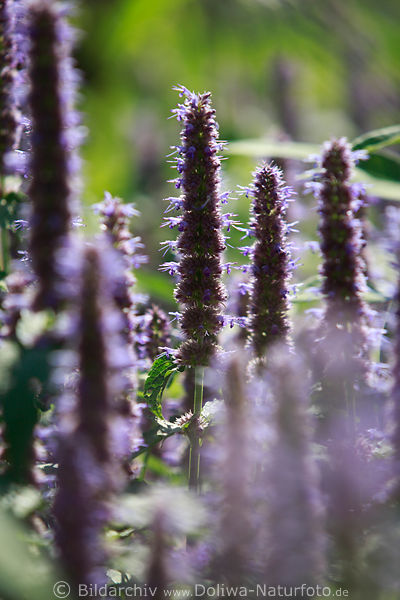 Duftnessel Agastache mexicana lila Zierart Liquorice blue hochstehen violette Bltenstngel