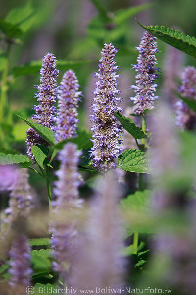 Odor-nettle pink Duftnessel violett Bltenstngel in Grnblttern hoch wachsende Ziernessel