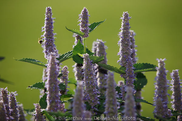 Duftnessel Violettgruppe Blumenbild in Grnblttern vor hellgrn Hintergrund
