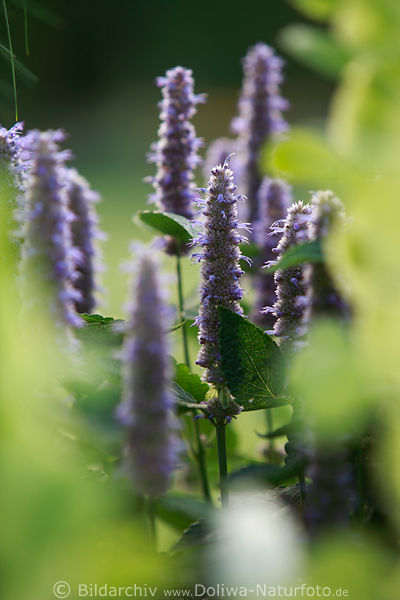 Duftnessel Agastache mexicana lila Ziernessel violett Bltenstngel Liquorice blue hochstehen