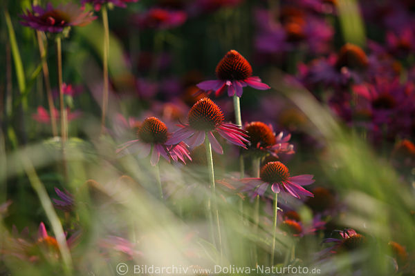 Roter Sonnenhut Leuchtstern Heilkruter in Grser Echinacea purpurea