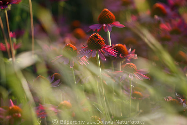 Echinacea Heilkruter Bltenfoto in Grser Leuchtstern lila-rote Kpfchen