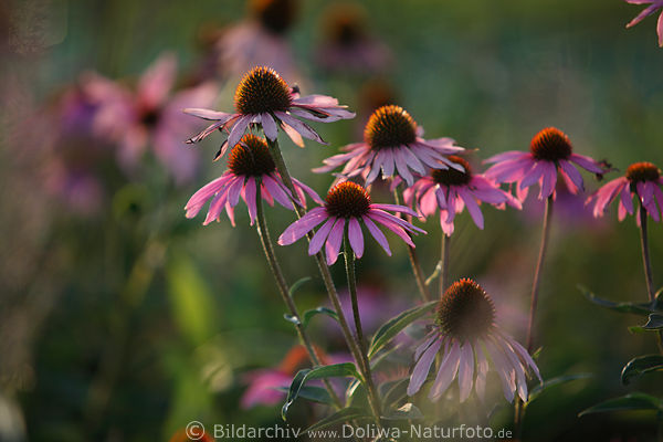 Roter Sonnenhut Scheinsonnenhut Echinacea purpurea Heilkruter