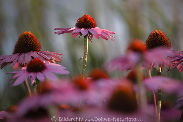 Echinacea lila Blumenblten mit Rotkern in Abendsonne Heilpflanze Rotkappen