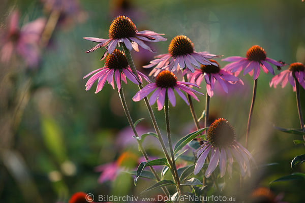 Echinacea purpurea Scheinsonnenhut 