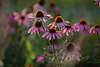Roter Sonnenhut Scheinsonnenhut Echinacea purpurea Foto Heilkruter Sommerblten in Abendsonne