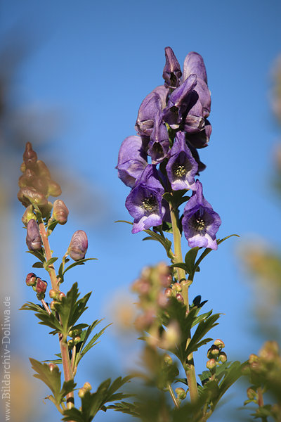 Blauer Eisenhut Aconitum napellus violett blau Giftpflanze Helme auf Stengel