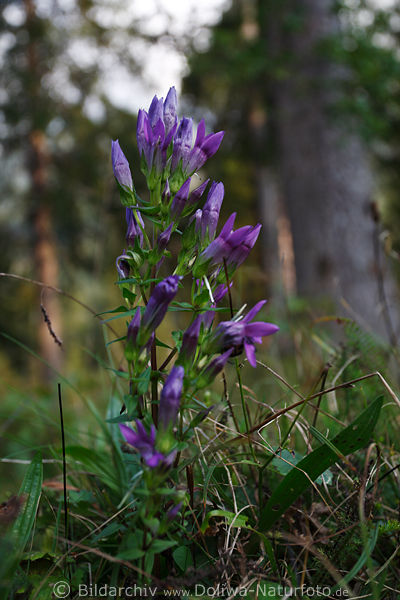 Blauer Enzian Blten auf Stengel hochwachsend in Wald