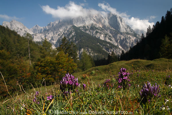 Enzian Violettblten Kruter Almwiese lilablhen vor Bergmassiv