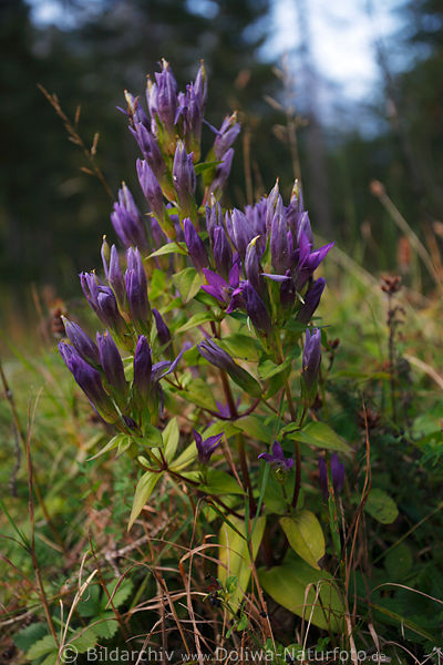 Enzian Violettblten Naturbild lila blhen in Grnbltter am Waldrand wachsen