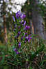 Blauer Enzian Blten auf Stengel hochwachsend in Wald