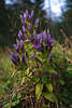 Enzian Violettblten Naturbild lila blhen in Grnbltter am Waldrand wachsen