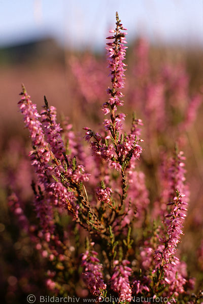 Heidekraut Bltenstand Erika Wildblume Makrodetail